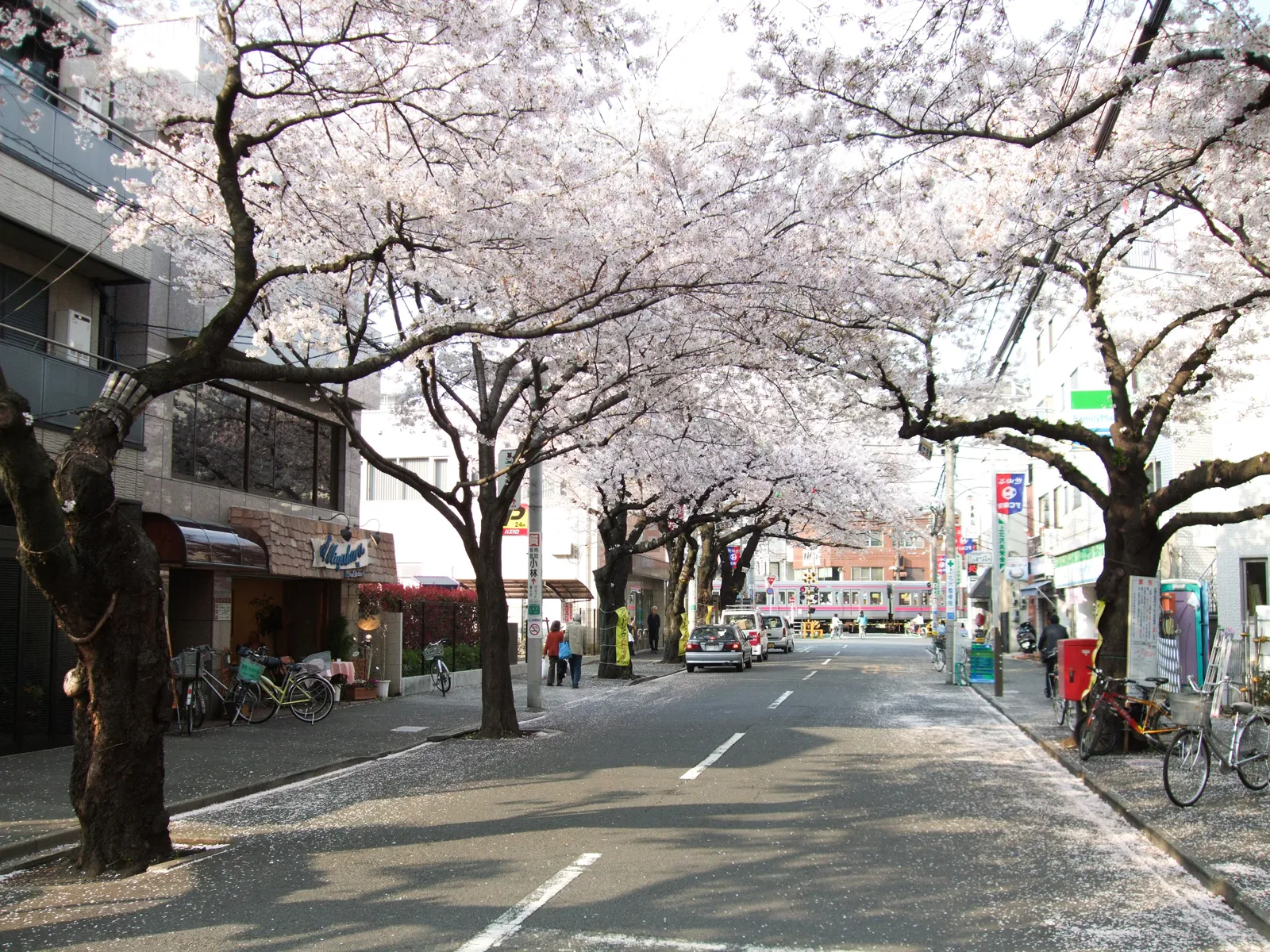 上北沢の桜並木